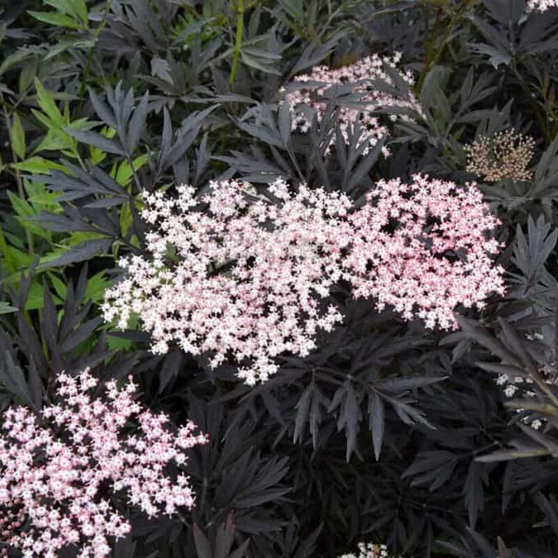 Sambucus nigra f. porphyrophylla 'Black Lace' 30-40 cm